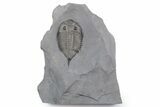 Dalmanites Trilobite Fossil - New York #357124-1